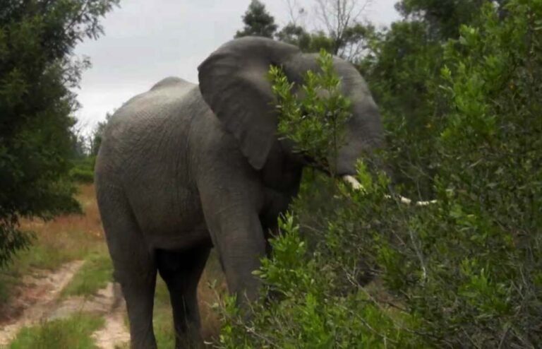 Elephant