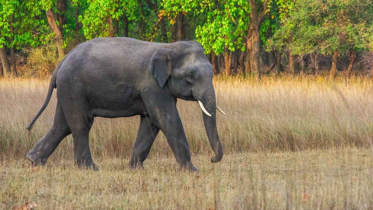 Elephant
