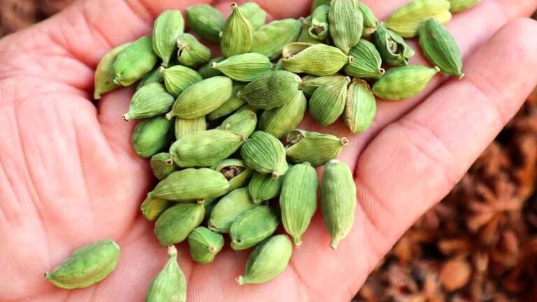 Green Cardamom