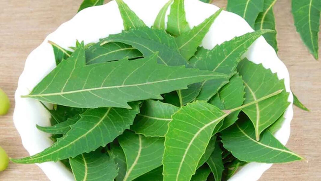 Neem Leaves
