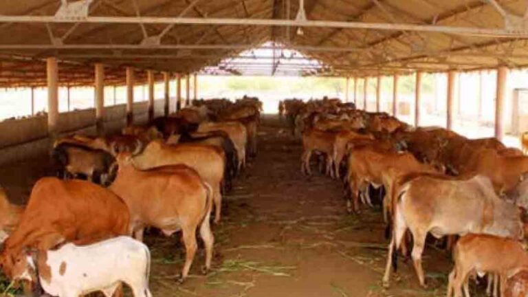 गौधाम संचालन