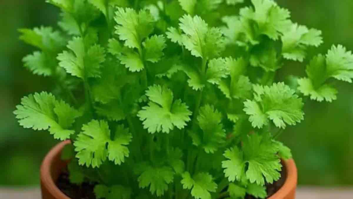 coriander