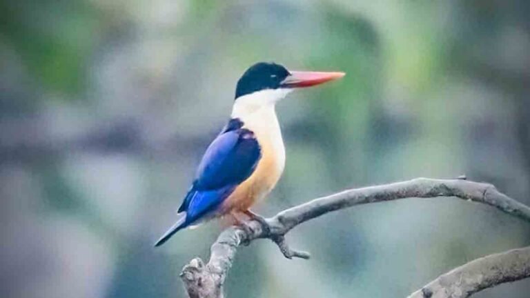 ब्लैक-कैप्ड किंगफिशर