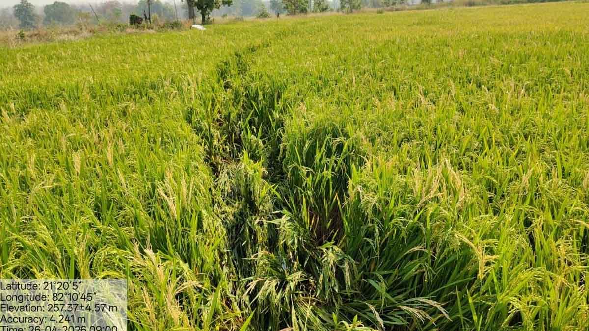 सिरपुर क्षेत्र में हाथी (Babapost News)