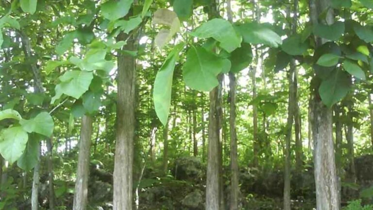 Forest Department CG