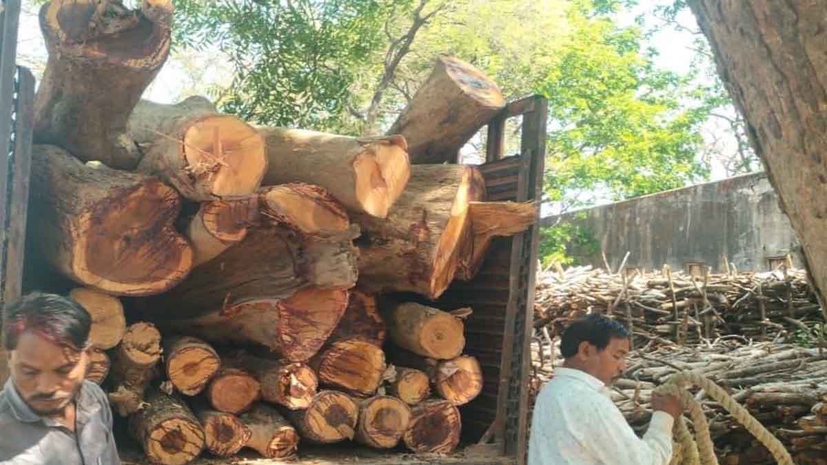 महासमुंद वनमंडल में लकड़ी के अवैध परिवहन पर की गई कार्रवाई 1 लकड़ी का अवैध परिवहन