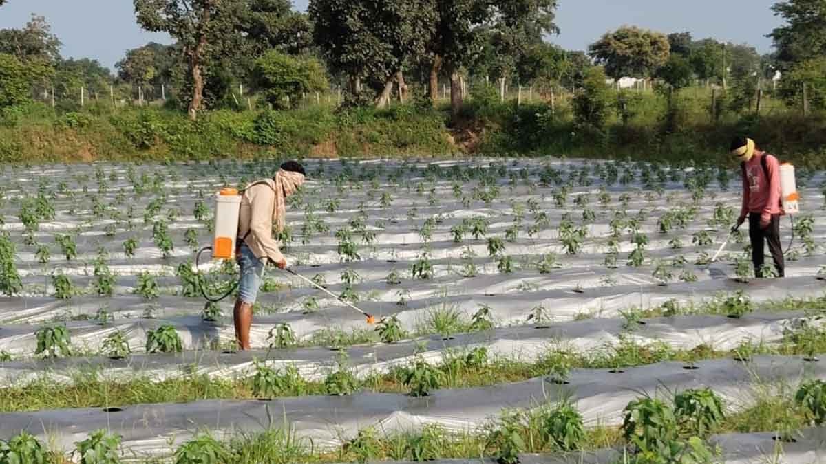 दरबेकेरा लिफ्ट सिंचाई योजना से 227 किसानों की बदली तस्वीर 1 lift irrigation scheme