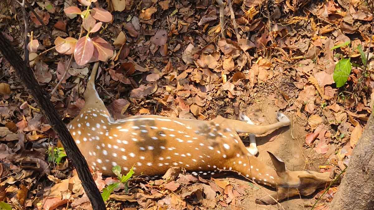 नीलगाय का क्रूर शिकार