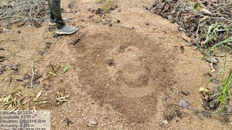 दंतैल हाथी का विचरण, महासमुंद वन परिक्षेत्र के इन गांवों के लिए हाई अलर्ट जारी
