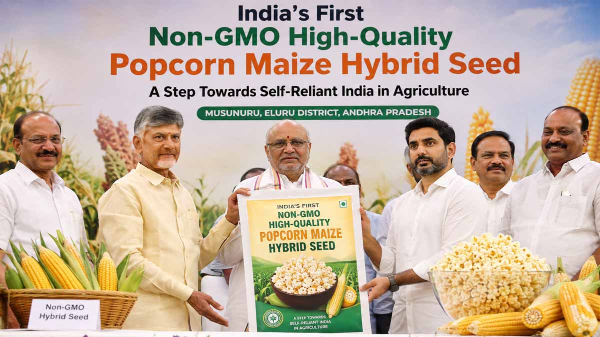 Non-GMO Popcorn Maize Hybrid Seed