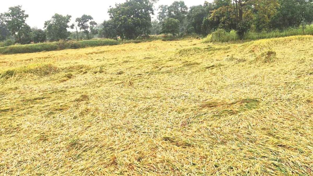 mahasamund agriculture advisory